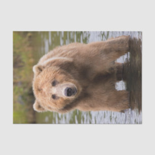 Papel De Seda Gorgeous Kodiak Brown Bear