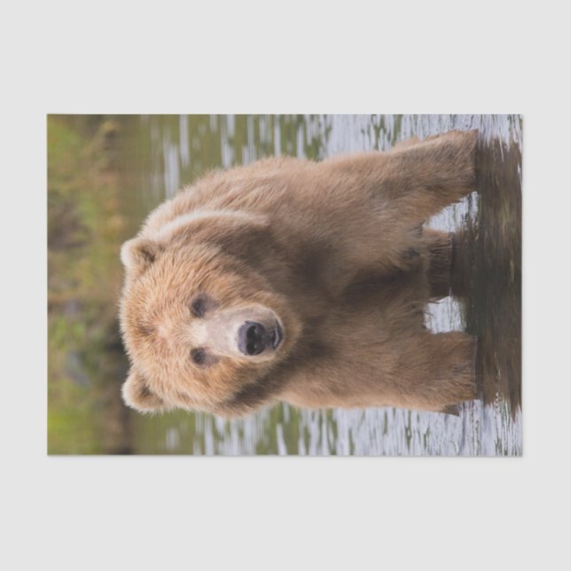Papel De Seda Gorgeous Kodiak Brown Bear (Anverso)