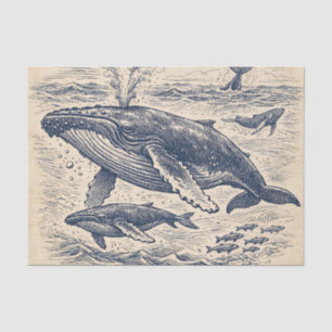 Papel De Seda Grabado Antiguo de una Manada de Ballenas Jorobada