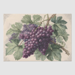 Papel De Seda Grabado Antiguo de Uvas de Viñedo