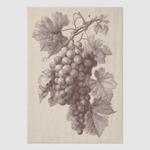 Papel De Seda Grabado Antiguo de Uvas de Viñedo