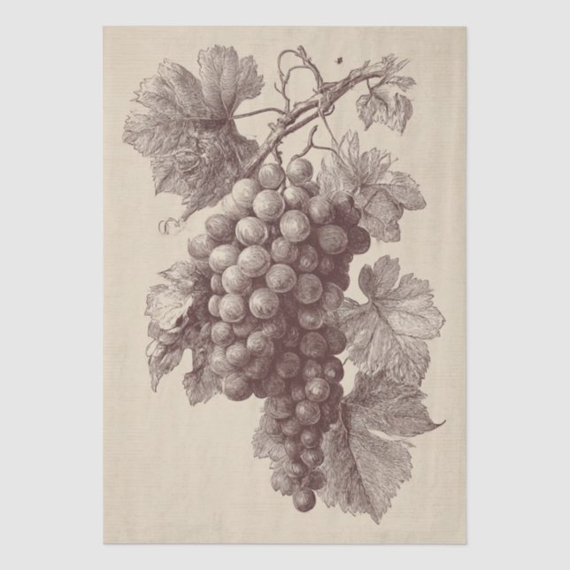 Papel De Seda Grabado Antiguo de Uvas de Viñedo (Anverso)