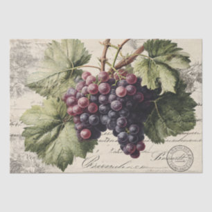 Papel De Seda Grabado Antiguo de Uvas de Viñedo