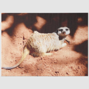 Papel De Seda Gracioso Meerkat Con Suciedad En La Nariz,