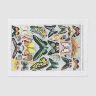 Papel De Seda Gráfica de mariposa de época original (no IA)