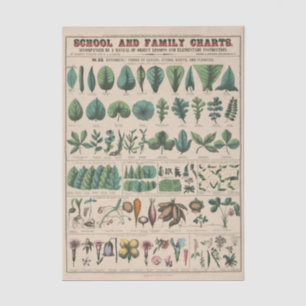 Papel De Seda Gráfico Antiguo de la Escuela Botánica Naturaleza