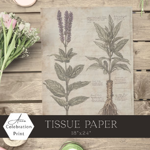 Papel De Seda Gráfico científico botánico vintage hierbas lavand
