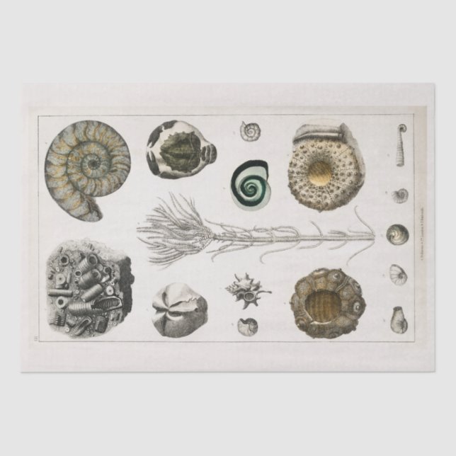 PAPEL DE SEDA: GRÁFICO FÓSILO DE VENTAJA: GOLDSMIT (Anverso)