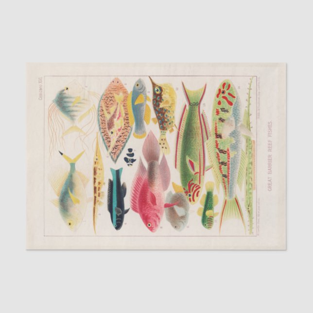 Papel De Seda Gran barrera de arrecife de Australia (Anverso)