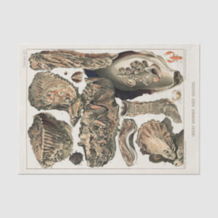 Papel De Seda Gran barrera de arrecife de Australia Ostras