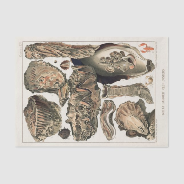 Papel De Seda Gran barrera de arrecife de Australia Ostras (Anverso)