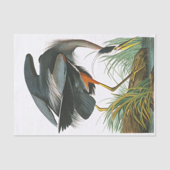 Papel De Seda Gran garza azul de John James Audubon (Anverso)