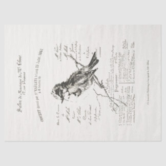 Papel De Seda Gran Salón de Música Francesa Bird Script Tissue P