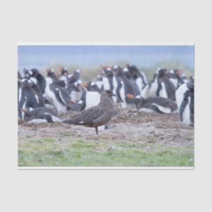 Papel De Seda Gran Skua frente a la colonia de pingüinos