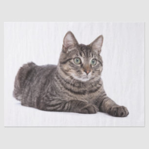Papel De Seda Gray Tabby Cat