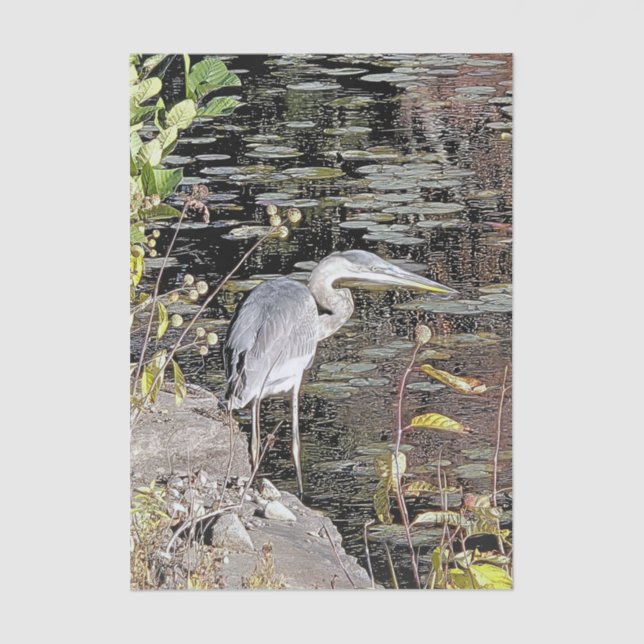 Papel De Seda Great Blue Heron Stretched Canvas Print (Anverso)