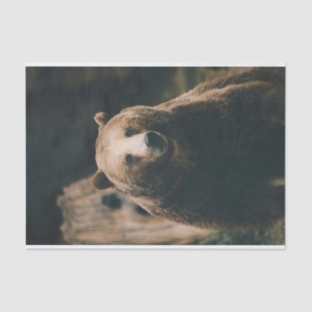 Papel De Seda Grizzly Bear (Anverso)