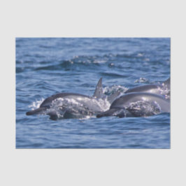 Papel De Seda Grupo de delfines en botella - Omán