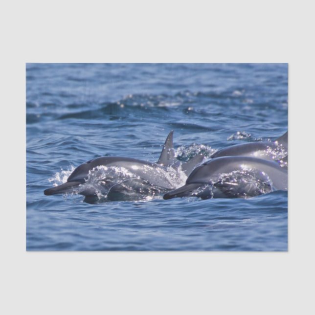 Papel De Seda Grupo de delfines en botella - Omán (Anverso)