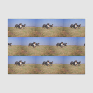 Papel De Seda grupo de perros de montaña bernés segundo