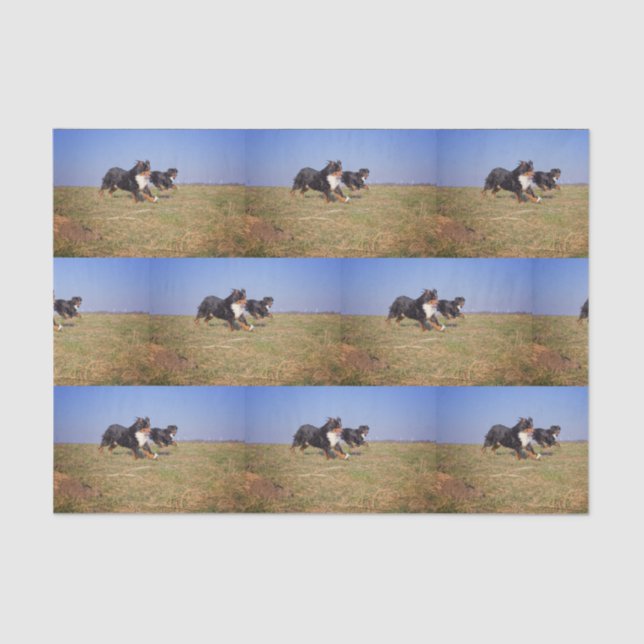 Papel De Seda grupo de perros de montaña bernés segundo (Anverso)