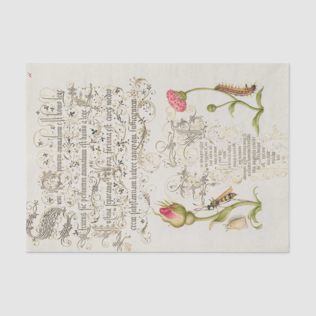 Papel De Seda Guión Wainscot con flores e insectos (Anverso)