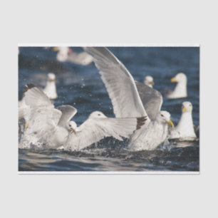 Papel De Seda Gulls emergentes