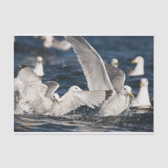 Papel De Seda Gulls emergentes (Anverso)