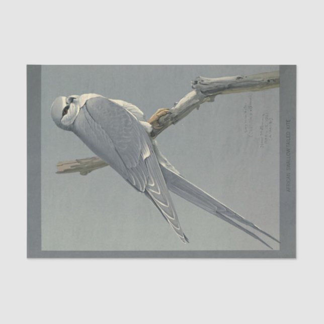 Papel De Seda Halcón gris de la deformación de la efemera de los (Anverso)