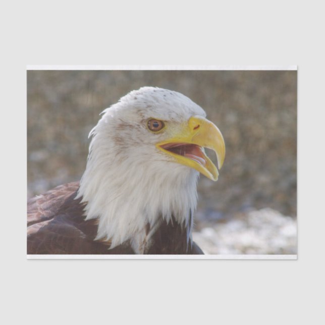 Papel De Seda Haliaetus leucocephalus (Anverso)