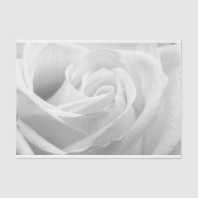 Papel De Seda HAMbyWG - Blanco y negro, rosa blanca (Anverso)