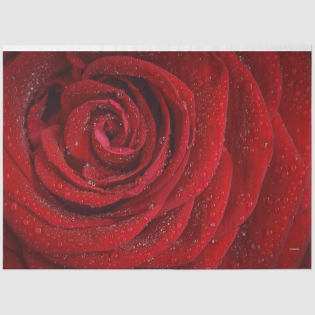 Papel De Seda HAMbyWG Red Rose (Anverso)