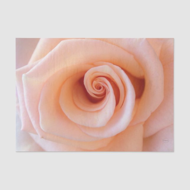 Papel De Seda HAMbyWG - Rosa de Peach (Anverso)