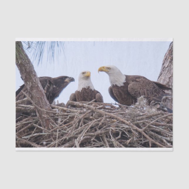 Papel De Seda Harriet, papel seda M y E9 (Anverso)