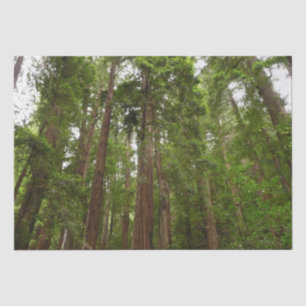 Papel De Seda Hasta secuoyas en el Monumento Nacional Muir Woods