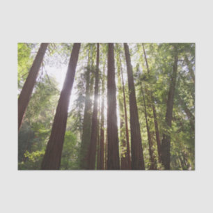 Papel De Seda Hasta secuoyas por la mañana