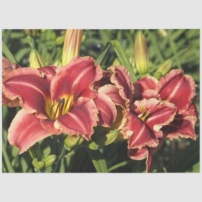 Papel De Seda hemerocallis (Anverso)
