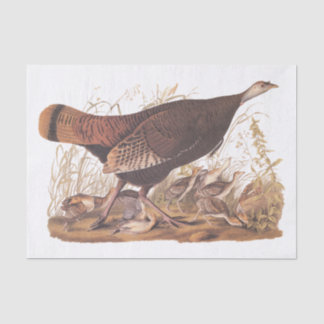 Papel De Seda Hen y chicles turcos de Audubon en otoño