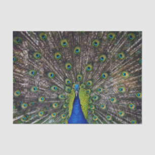 Papel De Seda Hermosa ave pavo real