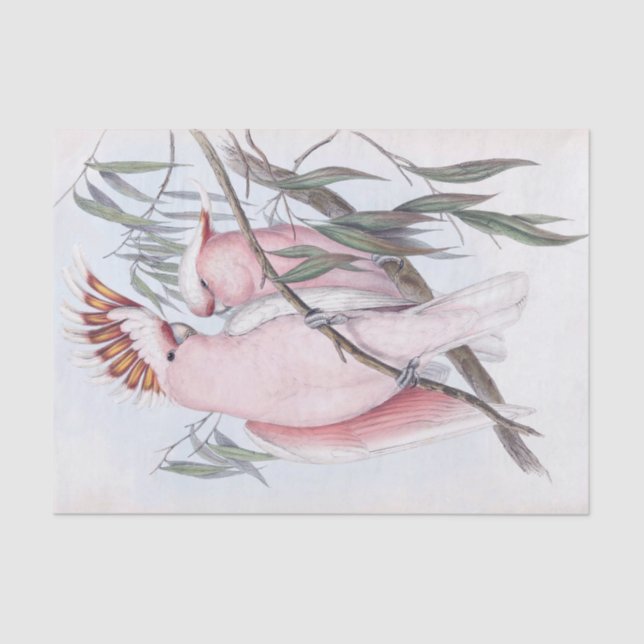 Papel De Seda Hermosa cacatúa rosa pálido (Anverso)