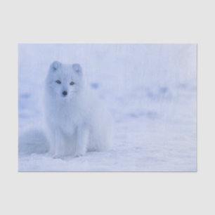 Papel De Seda Hermosa Fox Ártica