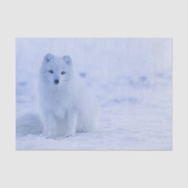 Papel De Seda Hermosa Fox Ártica (Anverso)