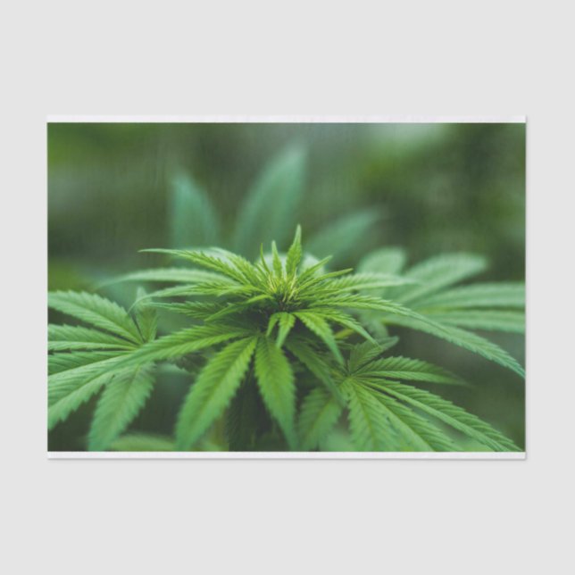 Papel De Seda Hermosa hierba (Anverso)