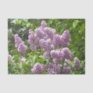 Papel De Seda Hermosa Lilacs