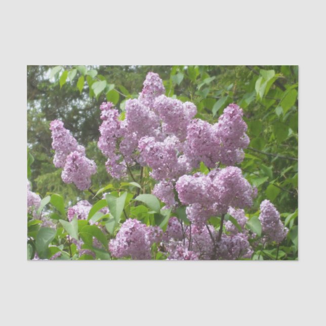 Papel De Seda Hermosa Lilacs (Anverso)