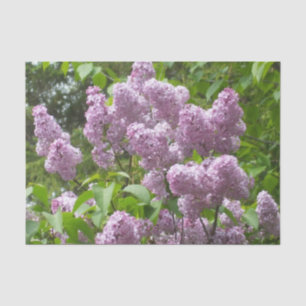 Papel De Seda Hermosa Lilacs