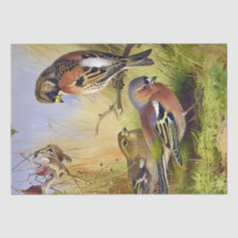 Papel De Seda Hermosas Aves Vintage y Chaffinch