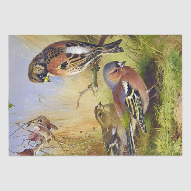 Papel De Seda Hermosas Aves Vintage y Chaffinch (Anverso)