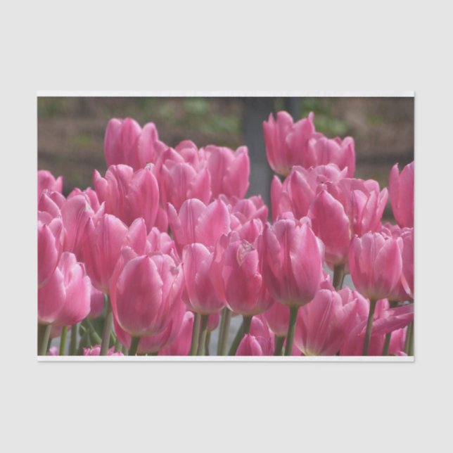 Papel De Seda Hermosas flores de tulipanes rosas (Anverso)