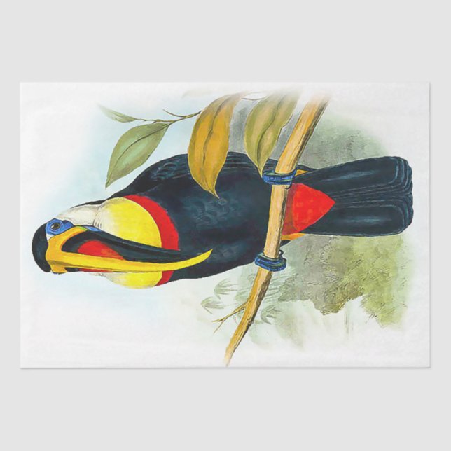 Papel De Seda Hermoso Bird Vintage Toucan (Anverso)